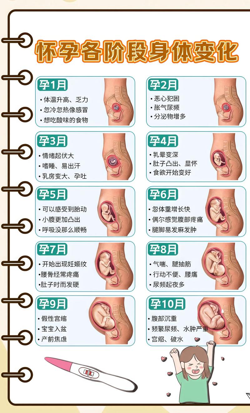 揭秘供卵代孕妈妈怀孕小腹分两节，孕期变化的奥秘万州代生机构: